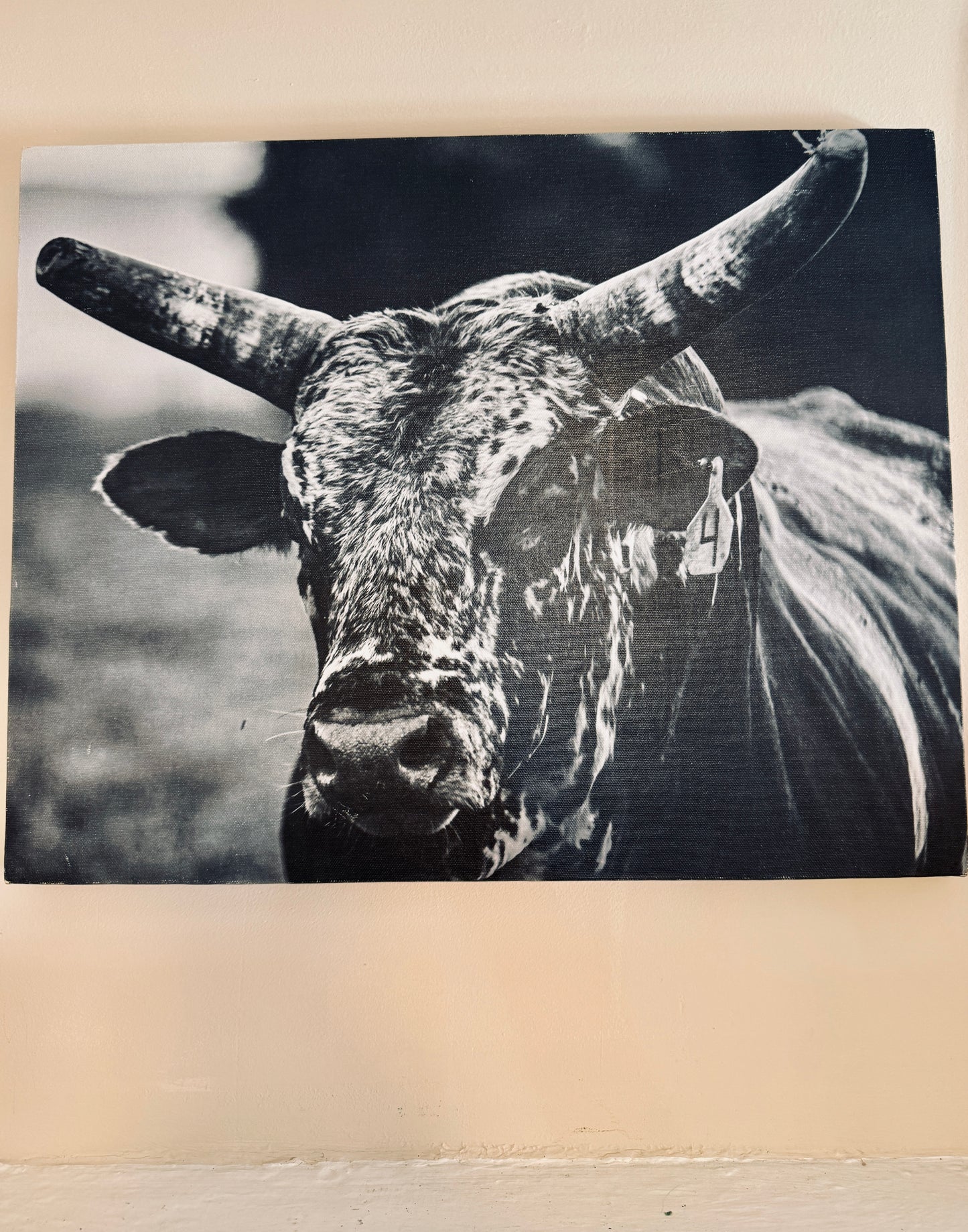 Running Bull Canvas SIZE 16x20