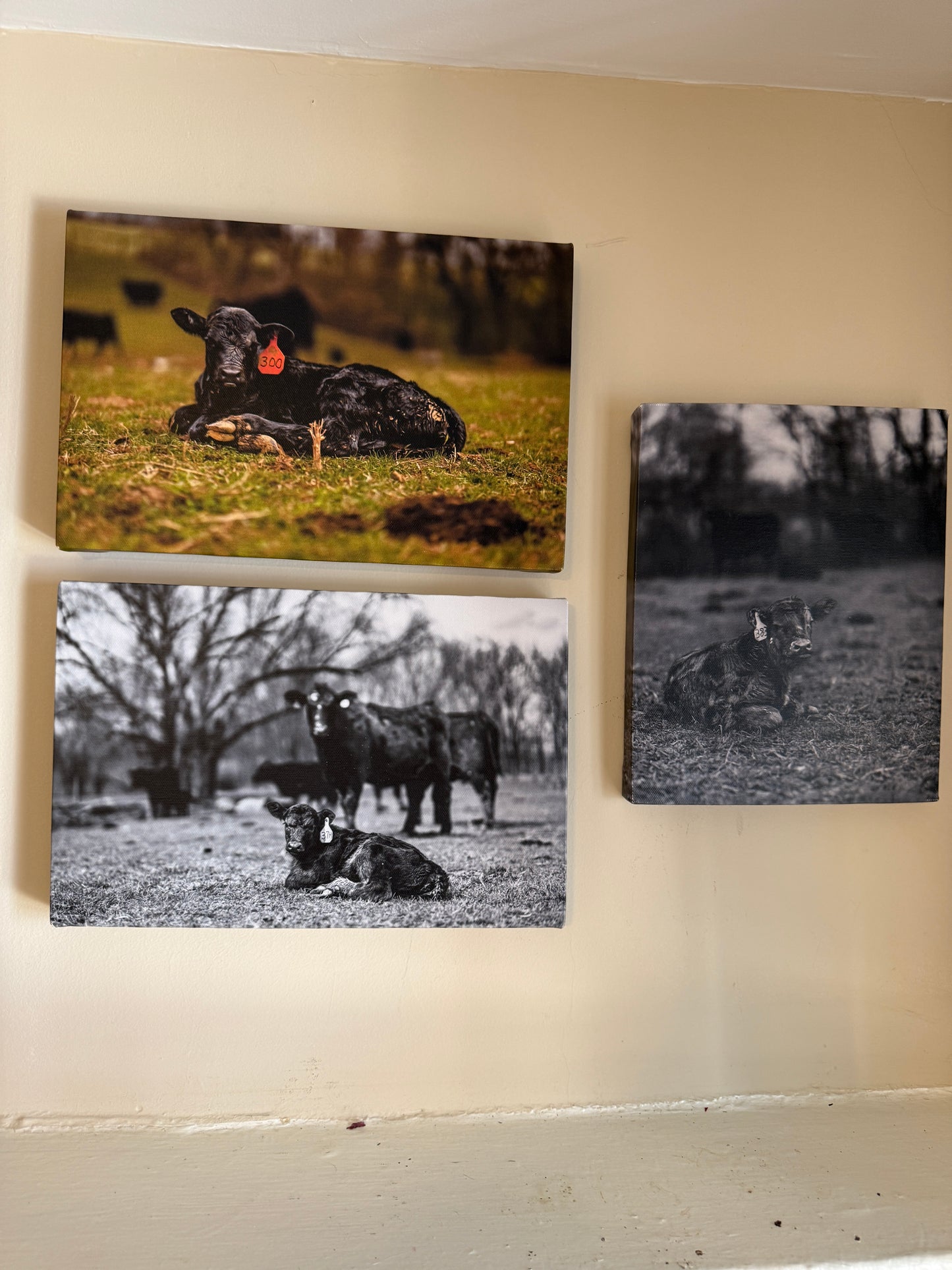 Momma Cows Canvas Collage