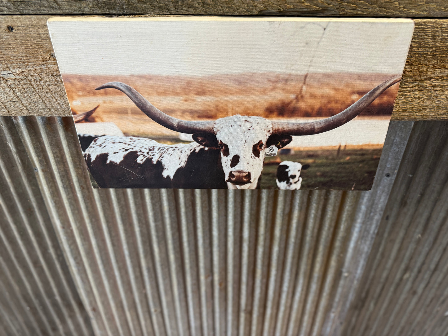 Sassy Longhorn Mama Canvas Print 18x10