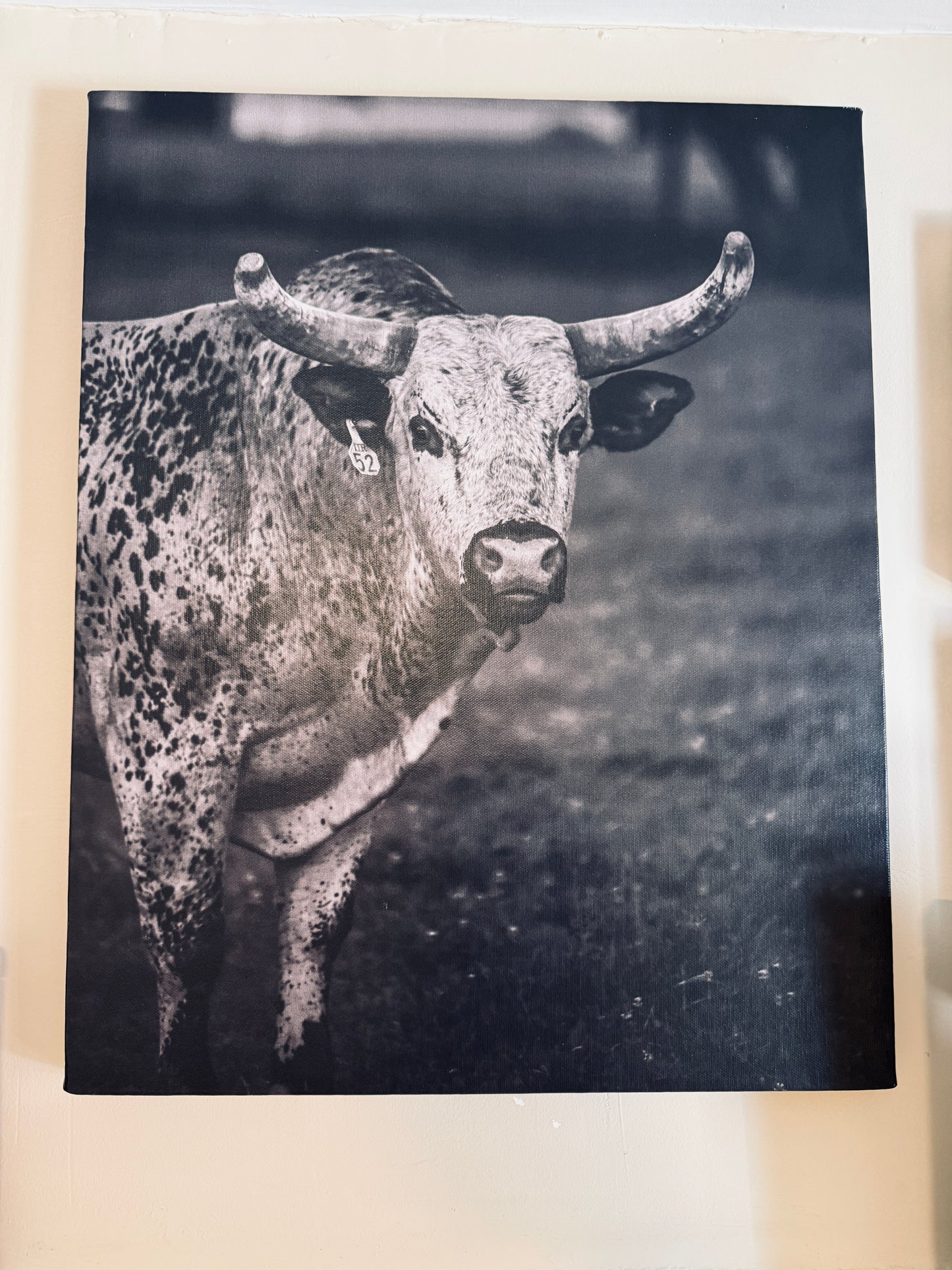 Triple R Bull Canvas SIZE 16x20